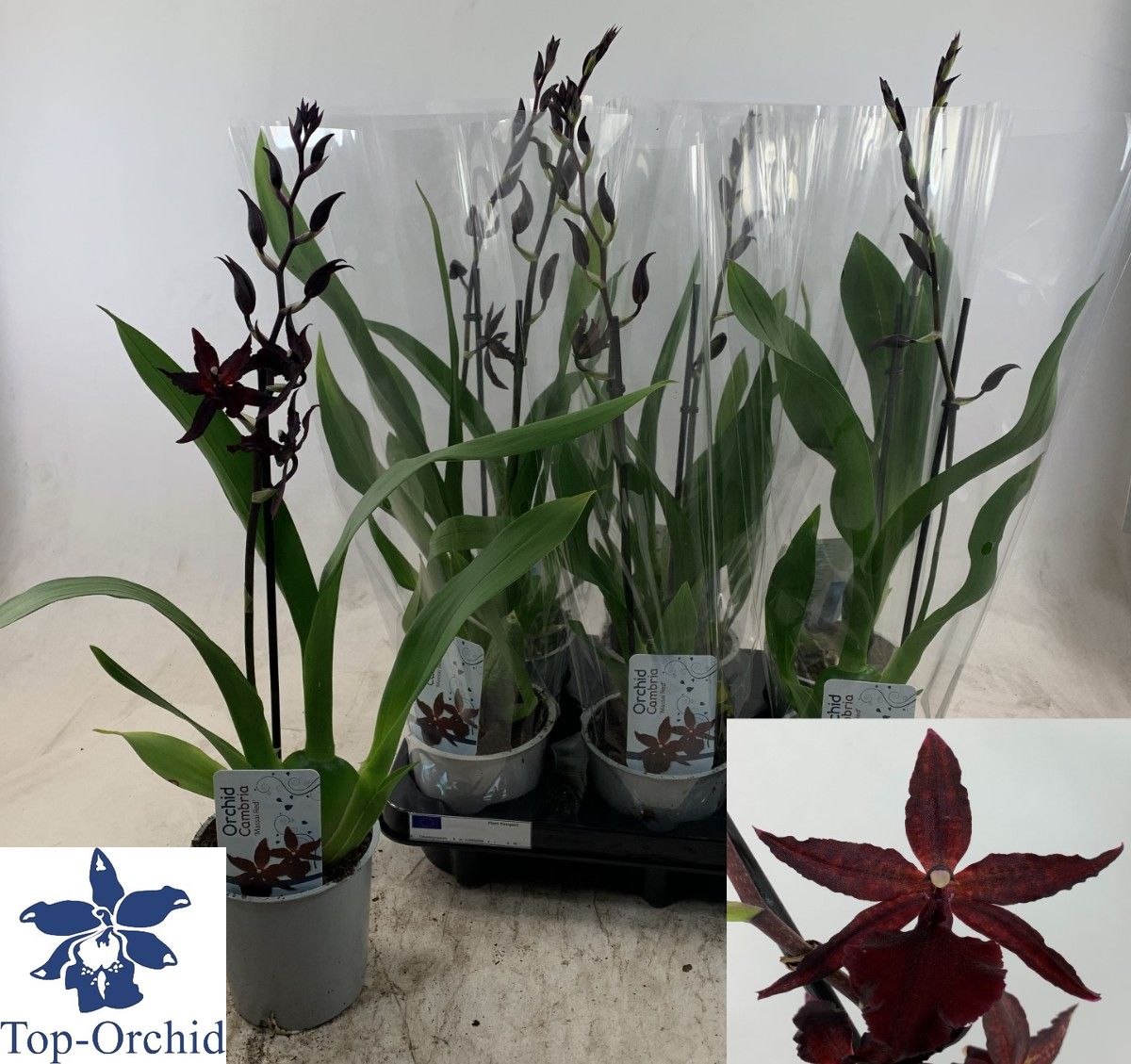 Орхидея Микс