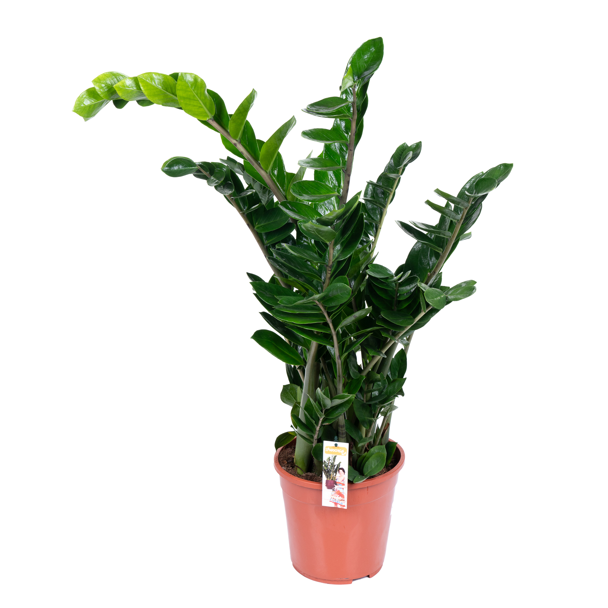 Замиокулкас