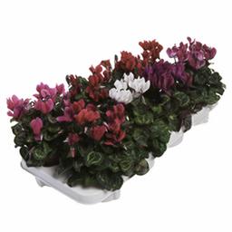 Цикламен Микс