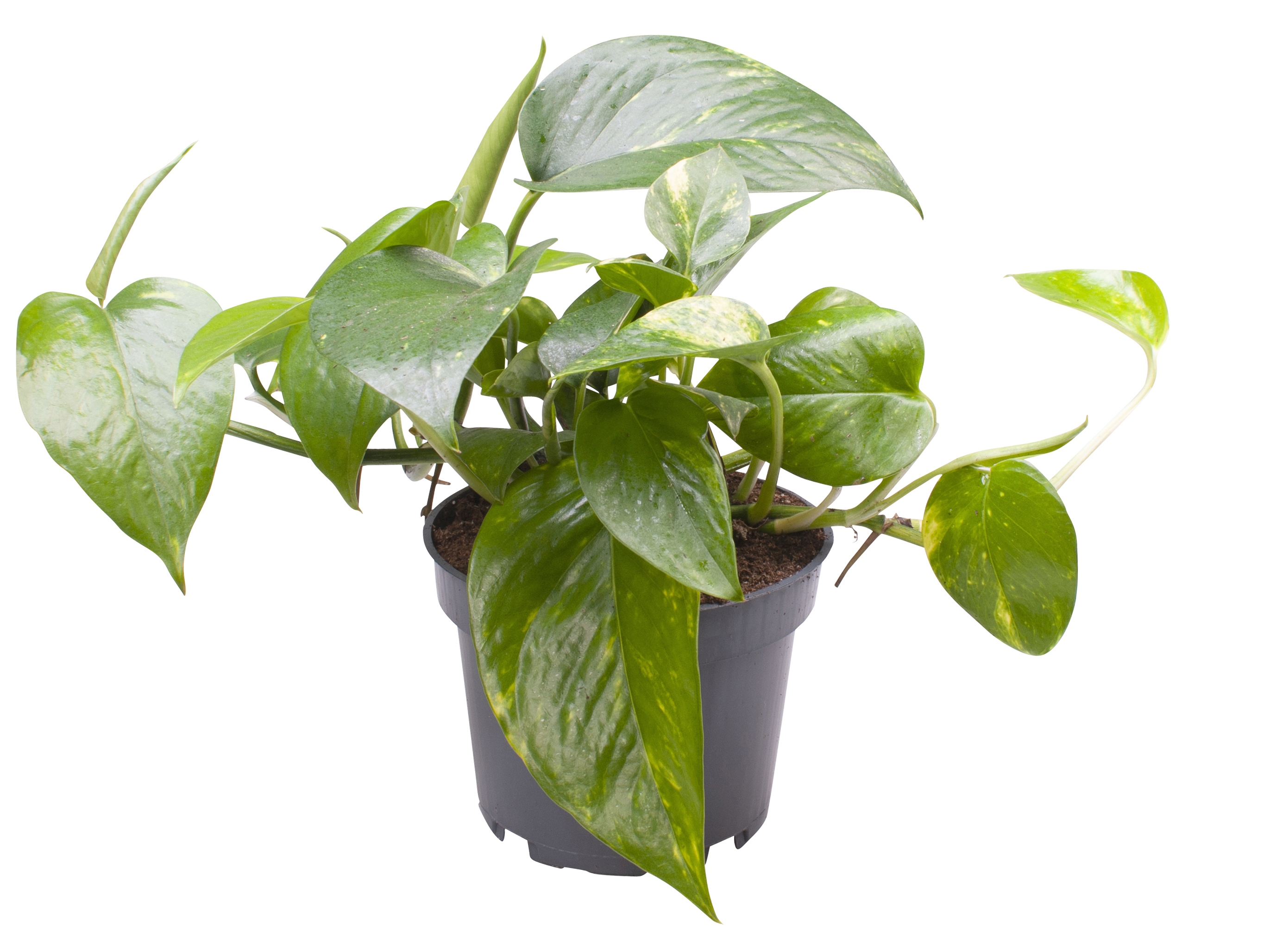 Эпипремнум Ауреум