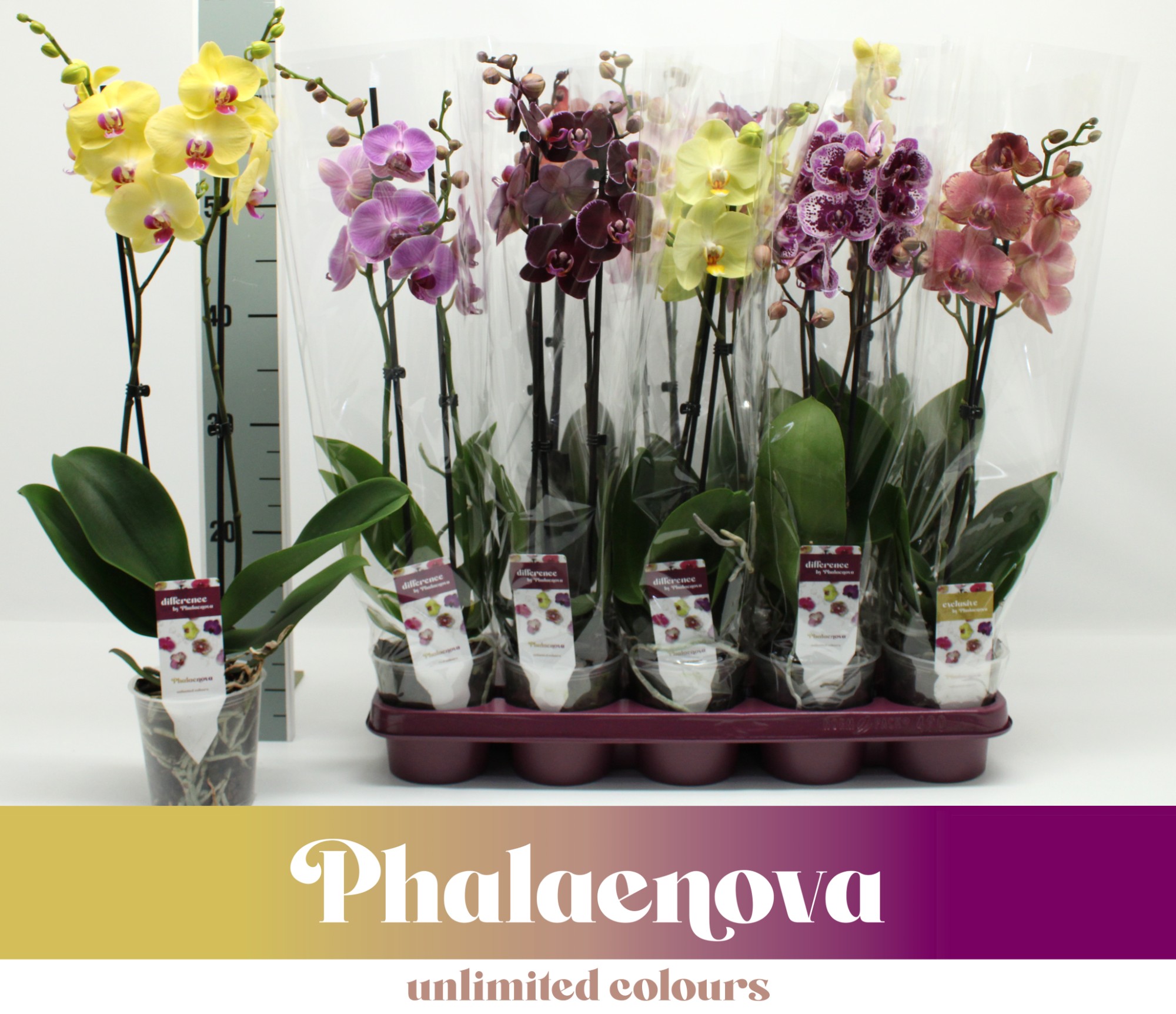 Фаленопсис Микс 2 ст