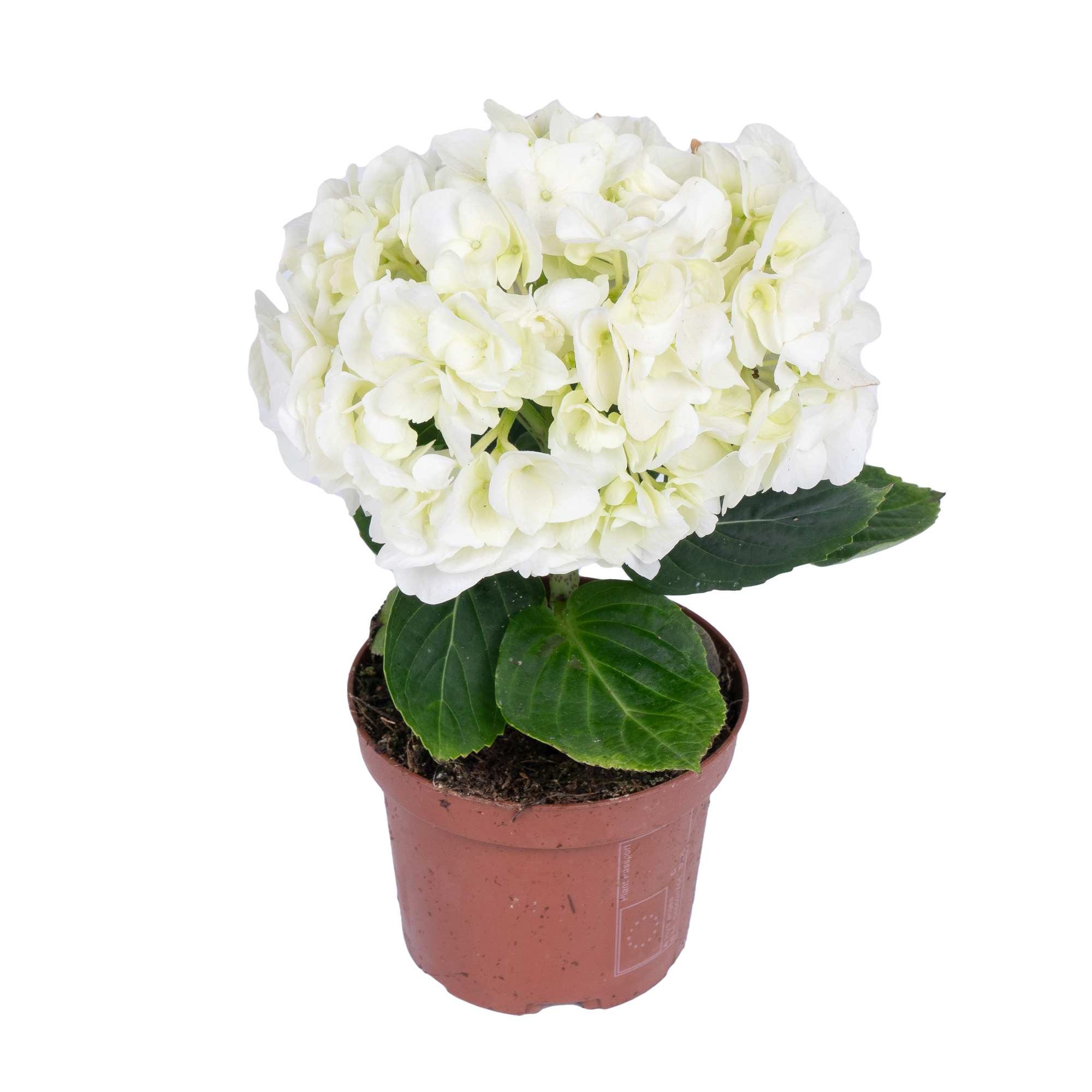 Гортензия белая