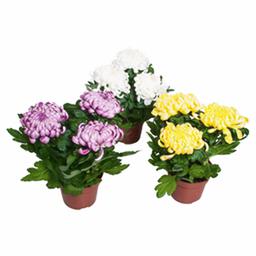 Хризантема Деко микс