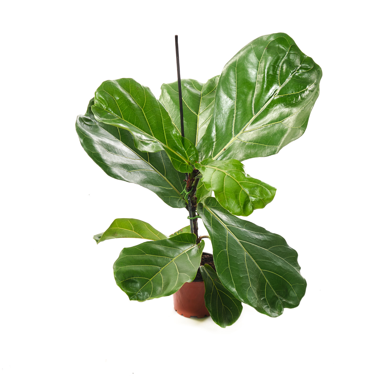 Фикус лирата