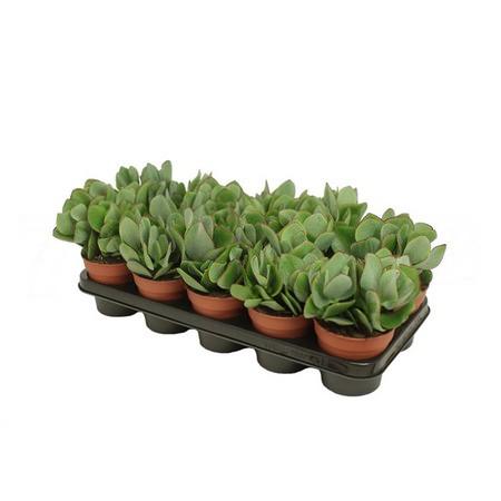 Крассула древовидная