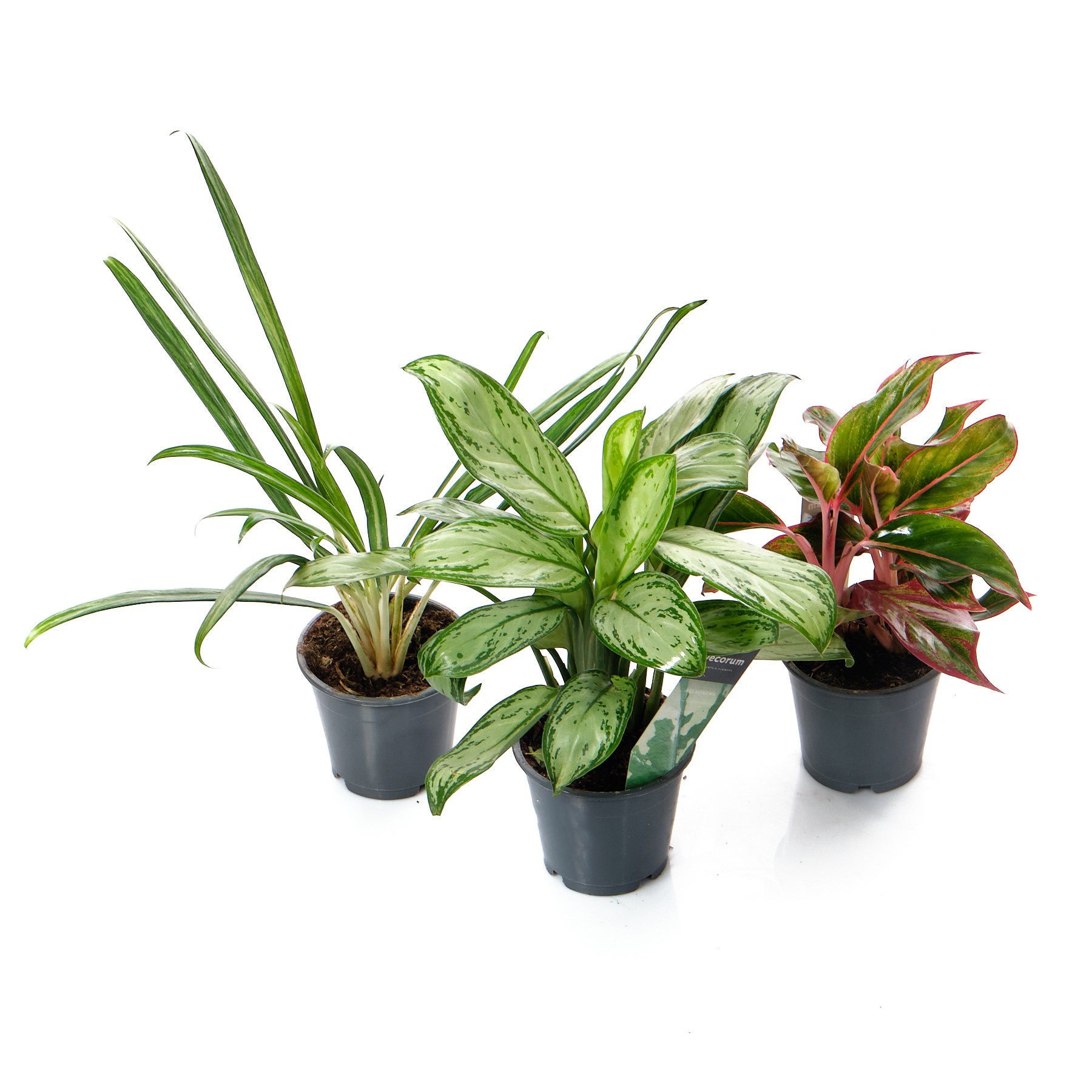 Аглаонема Люкс Микс