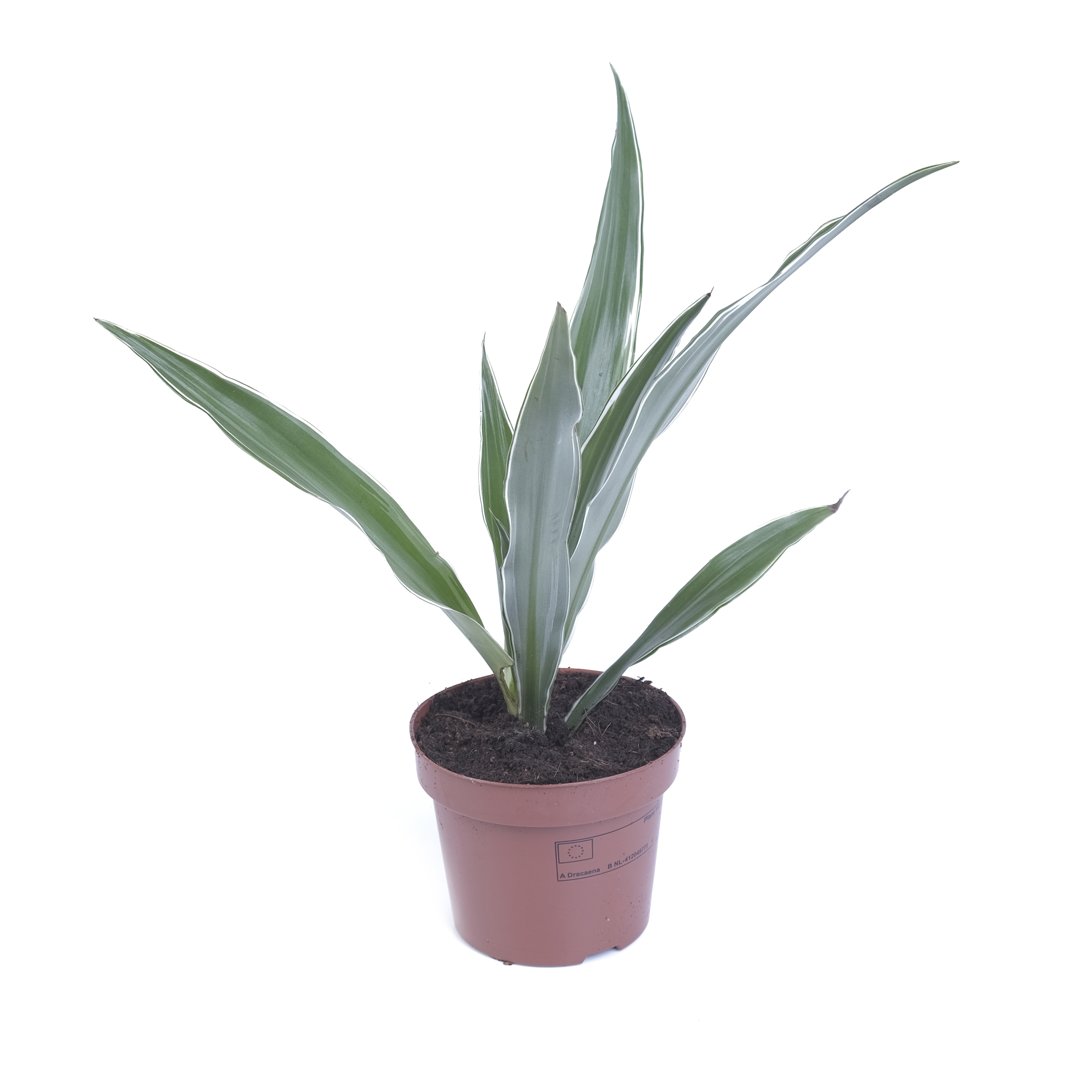 Драцена фрагранс Варнески