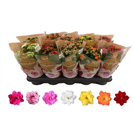 Каланхое Росалина микс