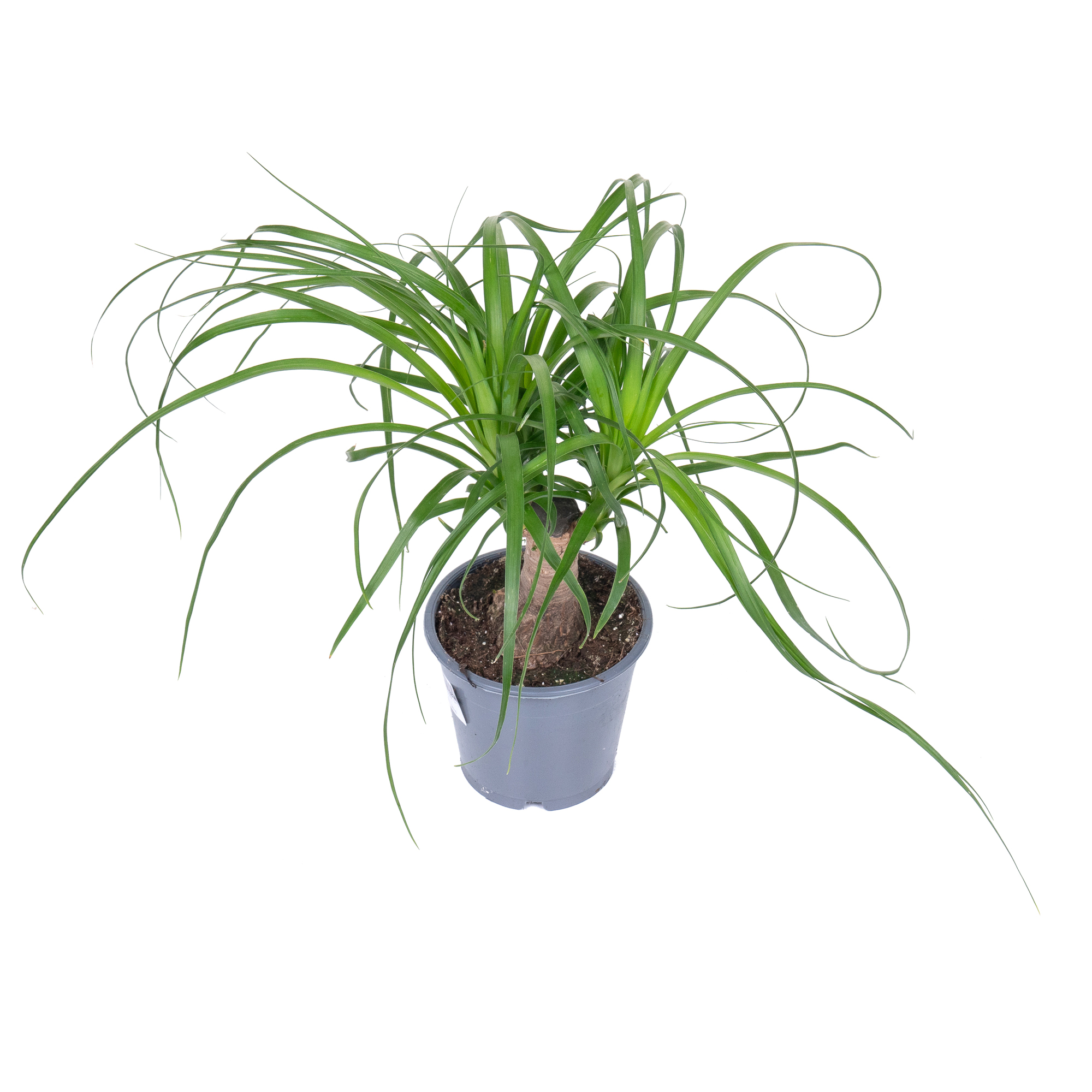 Нолина штамбовая