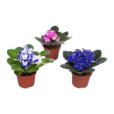 Фиалка Микс