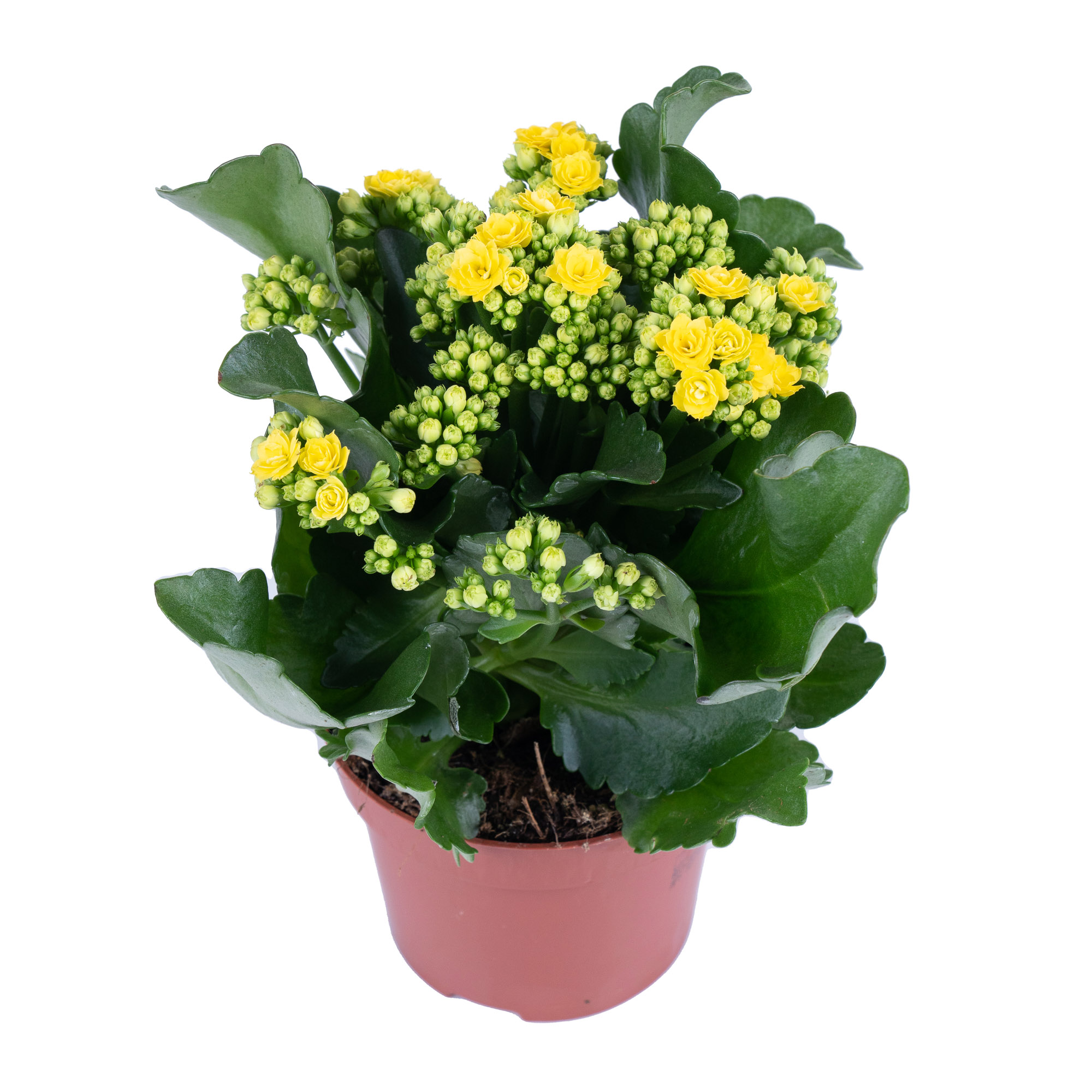 Каланхое каландива желтое