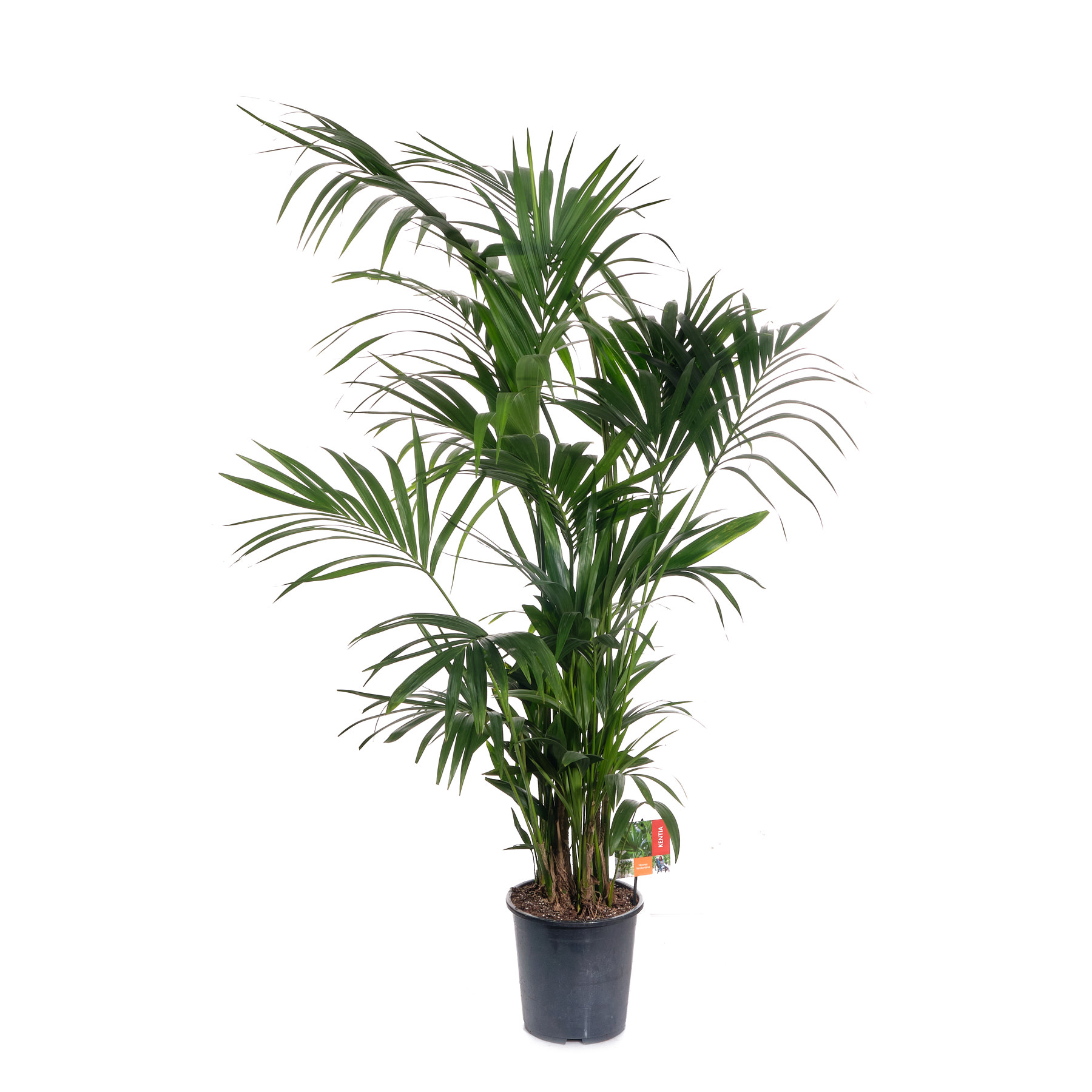 Ховея Форстериана