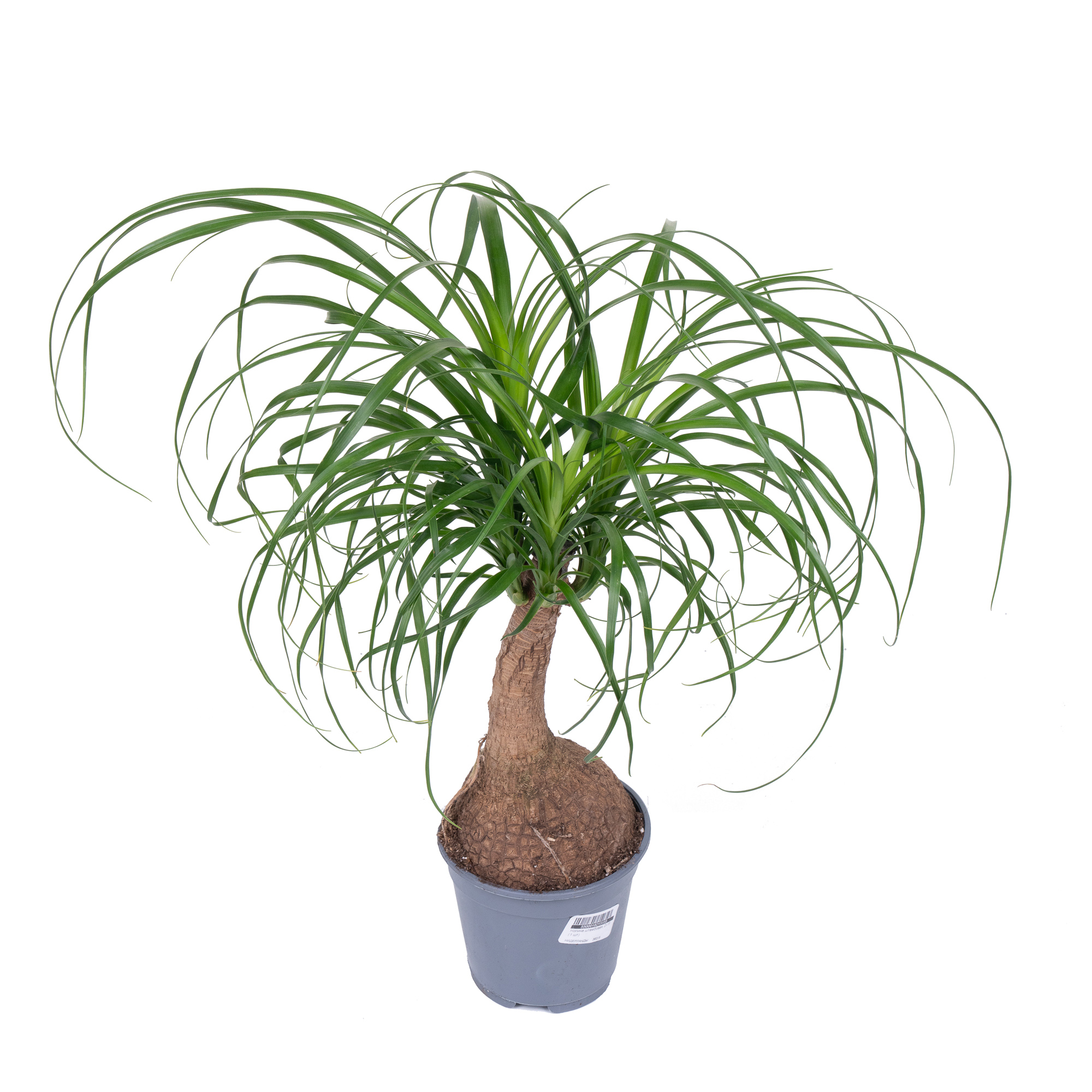 Нолина штамбовая