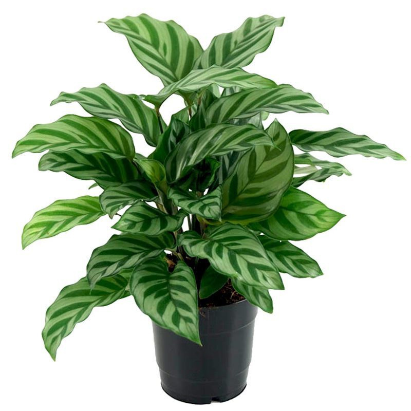 Калатея Фредди