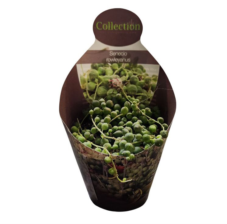 Сенецио Роулеанус