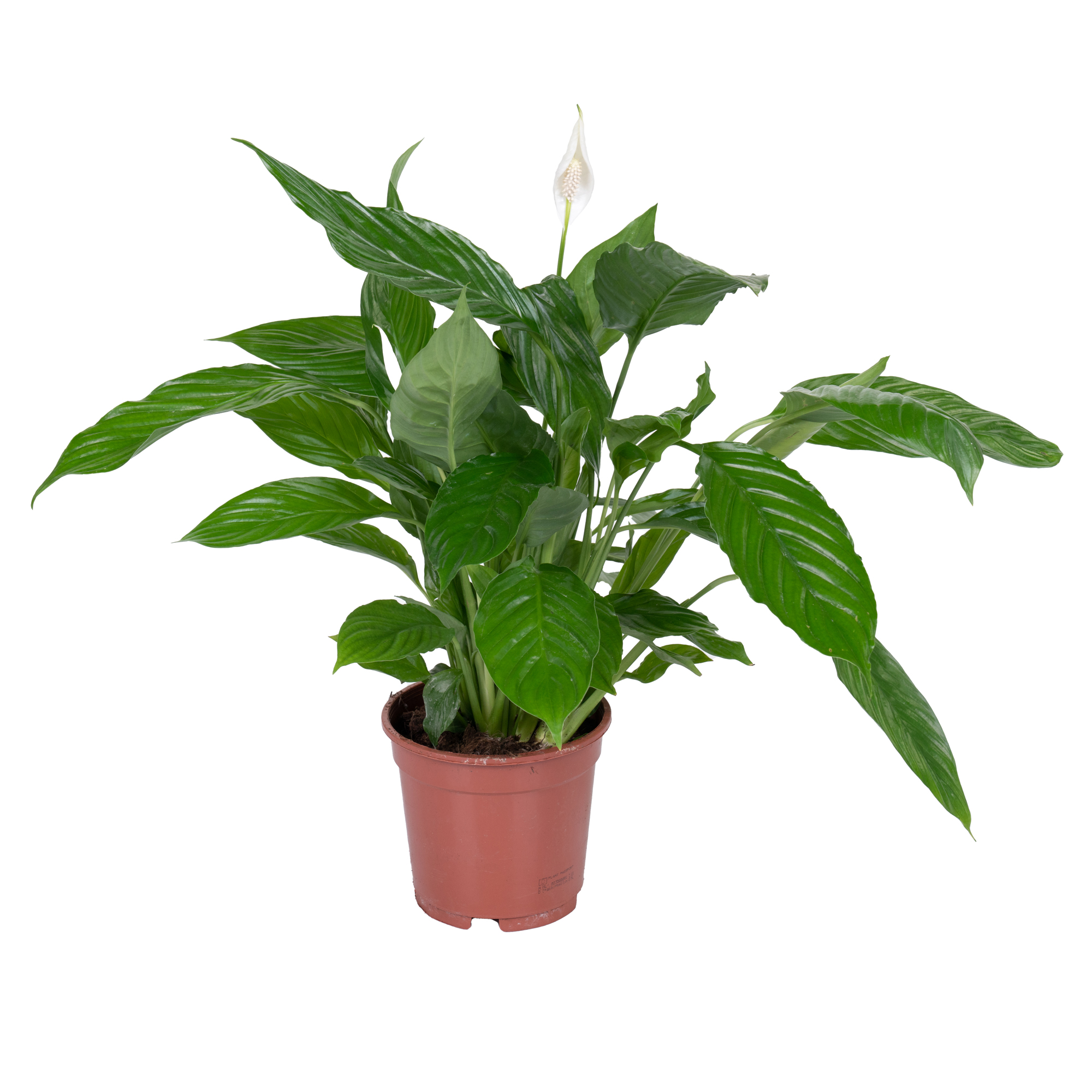 Спатифиллум Шопен