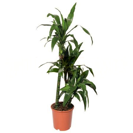 Драцена фрагранс Джанет Крейг 3 ст