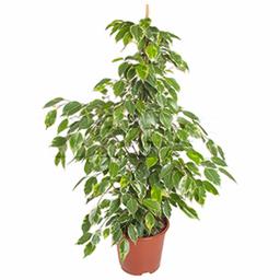 Фикус бенжамина Голден Кинг