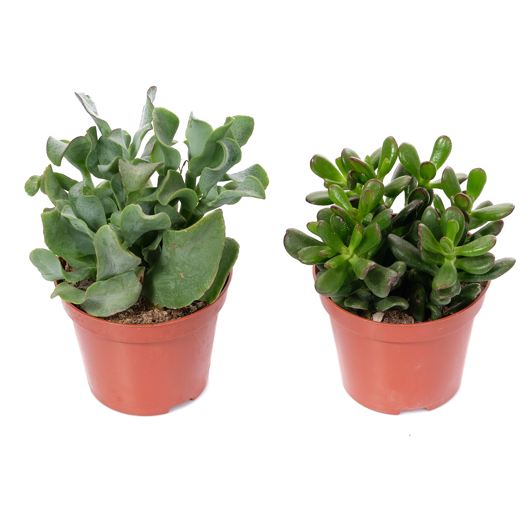 Крассула Микс