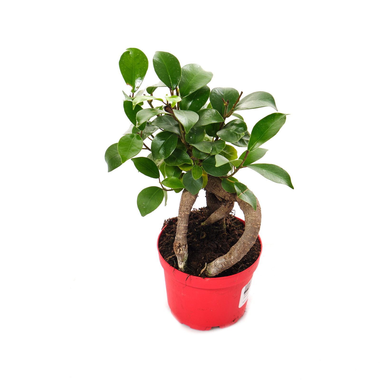 Фикус микрокарпа Гинсенг