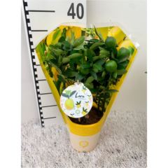 Цитрофортунелла Лимон штамбовая