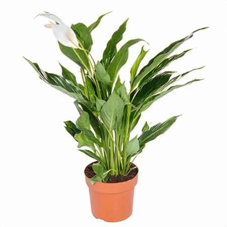 Спатифиллум Купидо