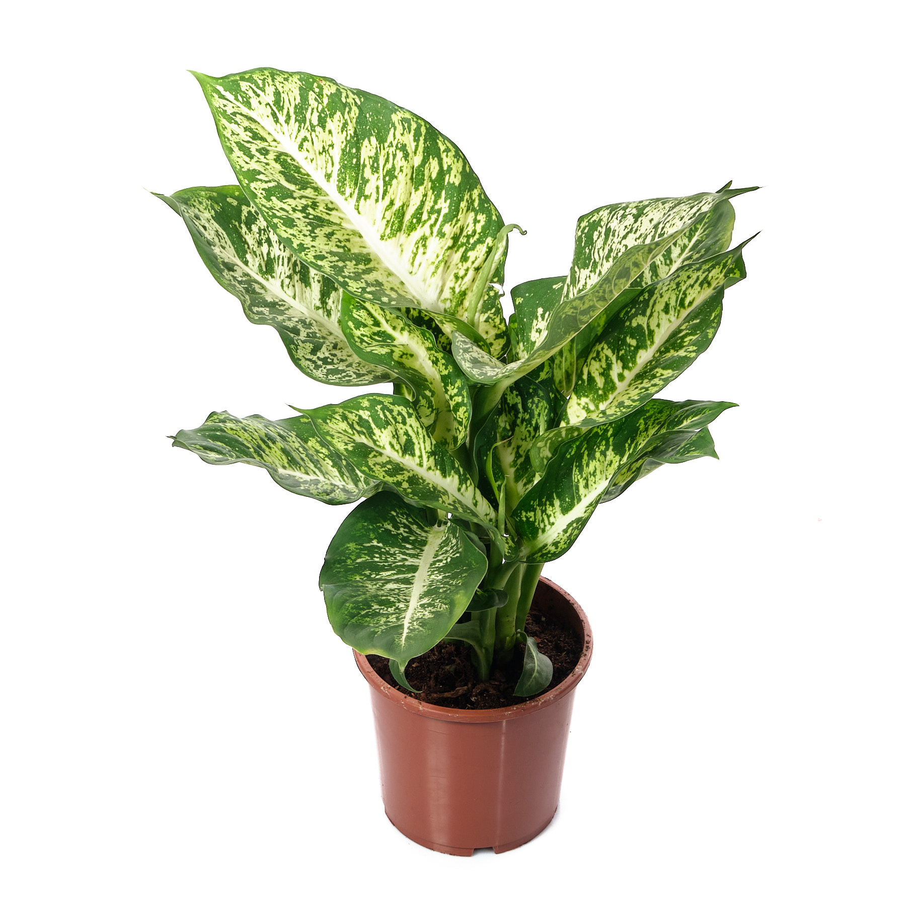 Диффенбахия Марс