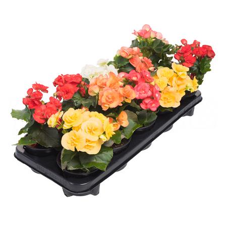 Бегония элатиор микс