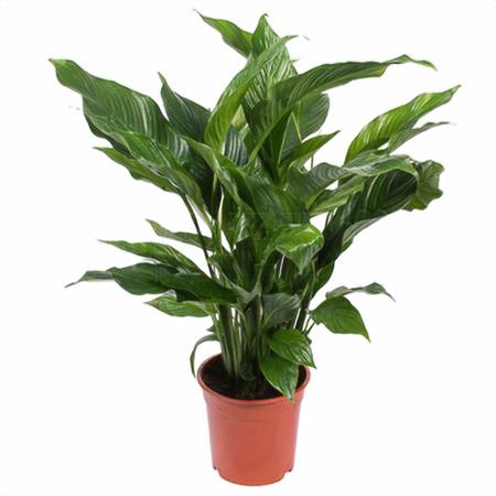 Спатифиллум Свит Лауретта