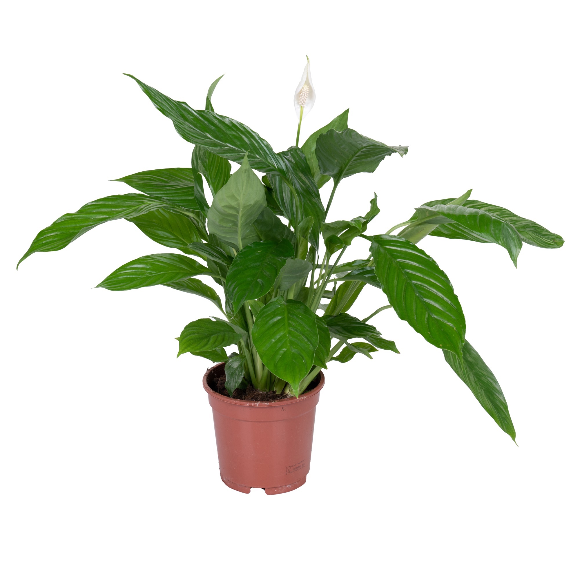 Спатифиллум Шопен