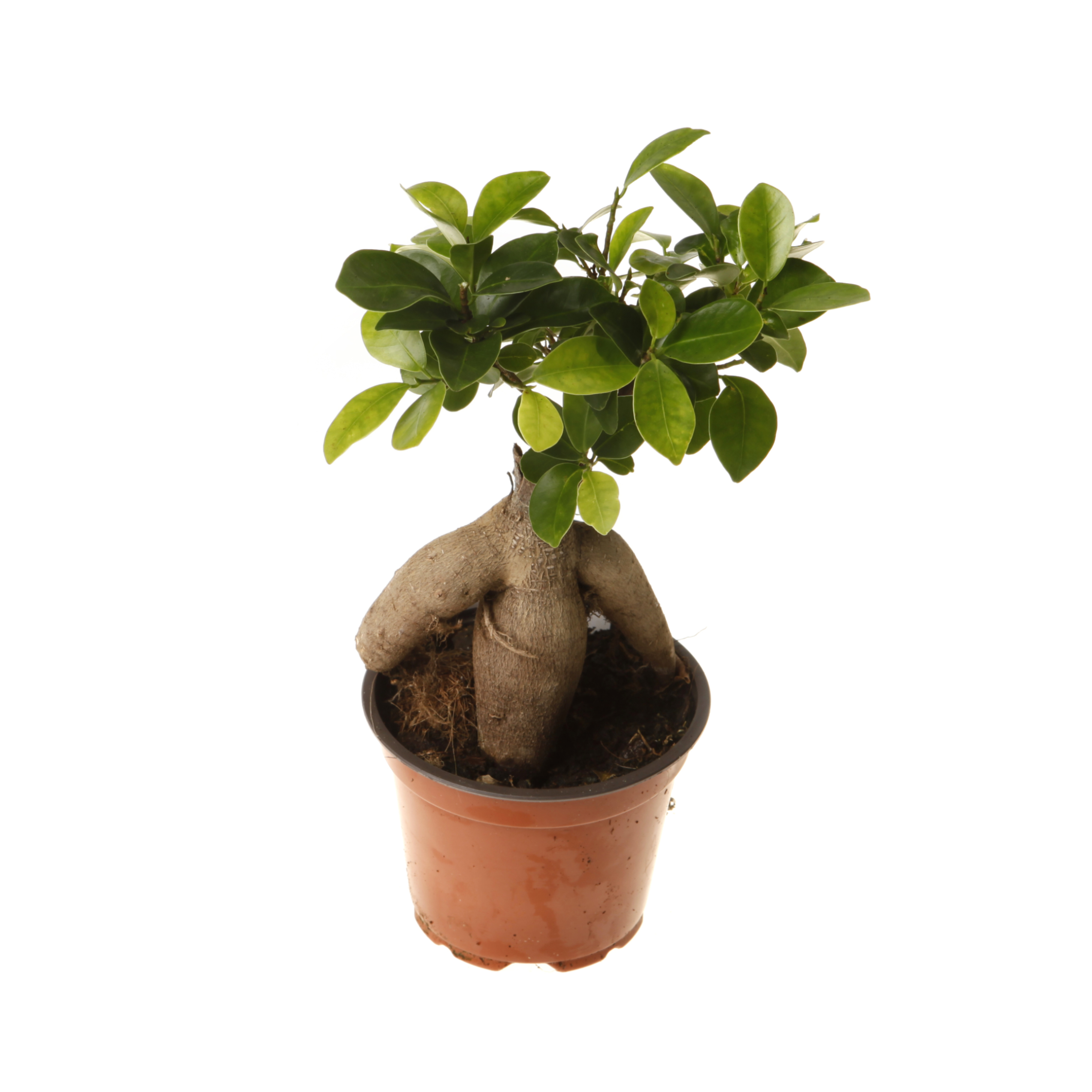 Фикус микрокарпа Гинсенг