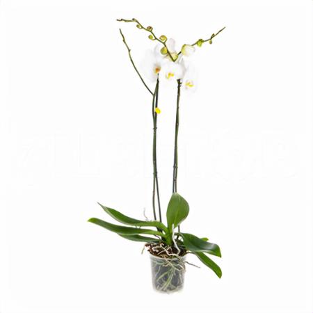 Фаленопсис 2 ст белый