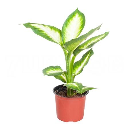 Диффенбахия Грин Меджик