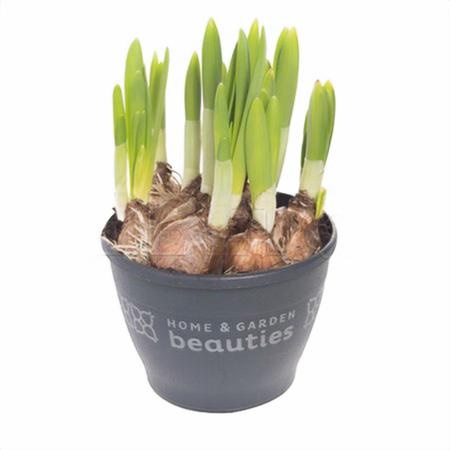 Нарцисс Тет-А-Тет