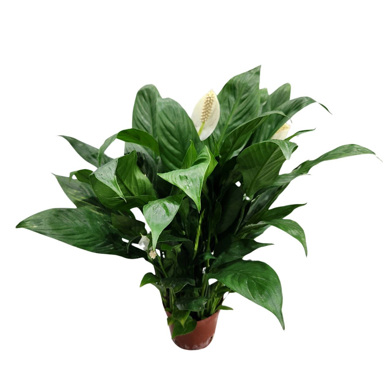 Спатифиллум Шопен