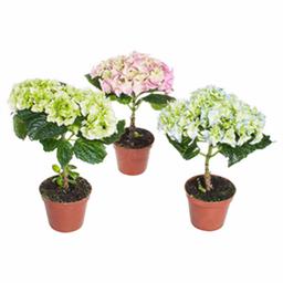 Гортензия Микс