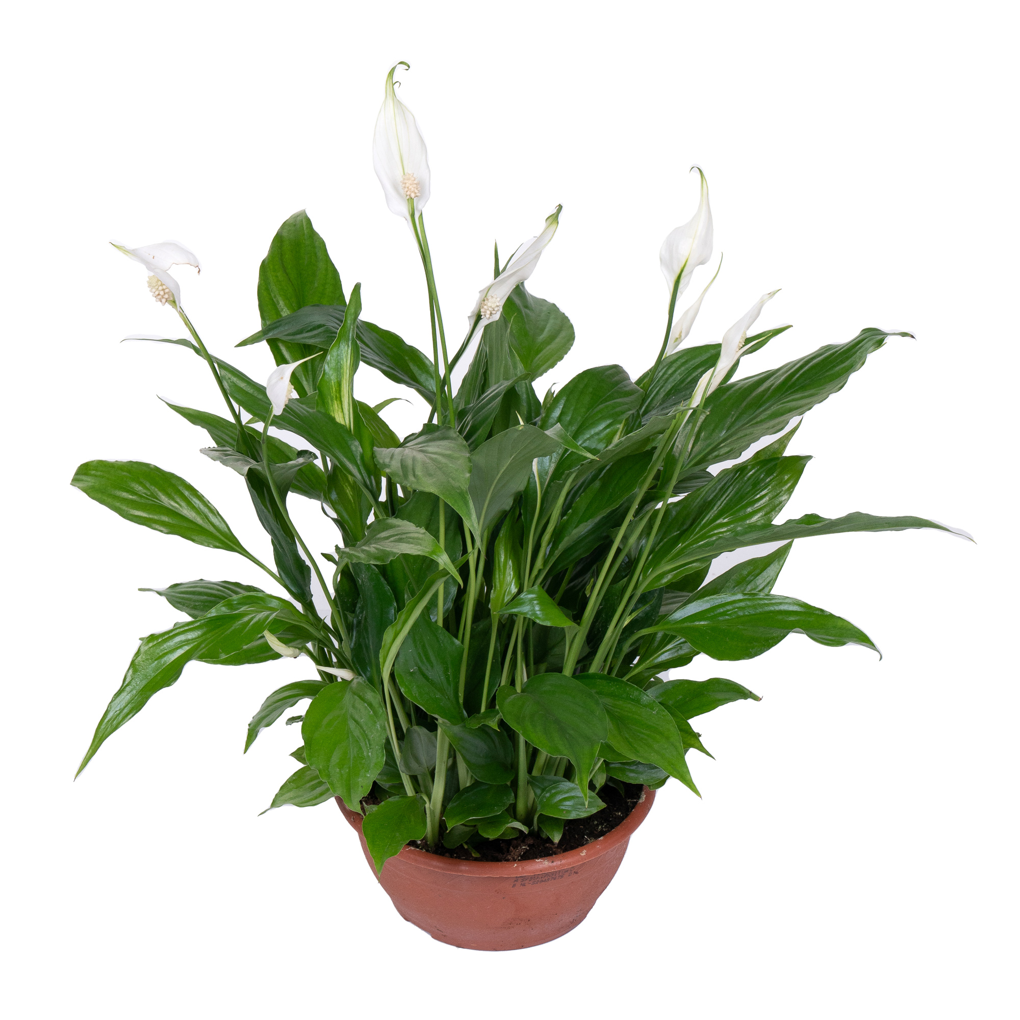 Спатифиллум Шопен в плошке