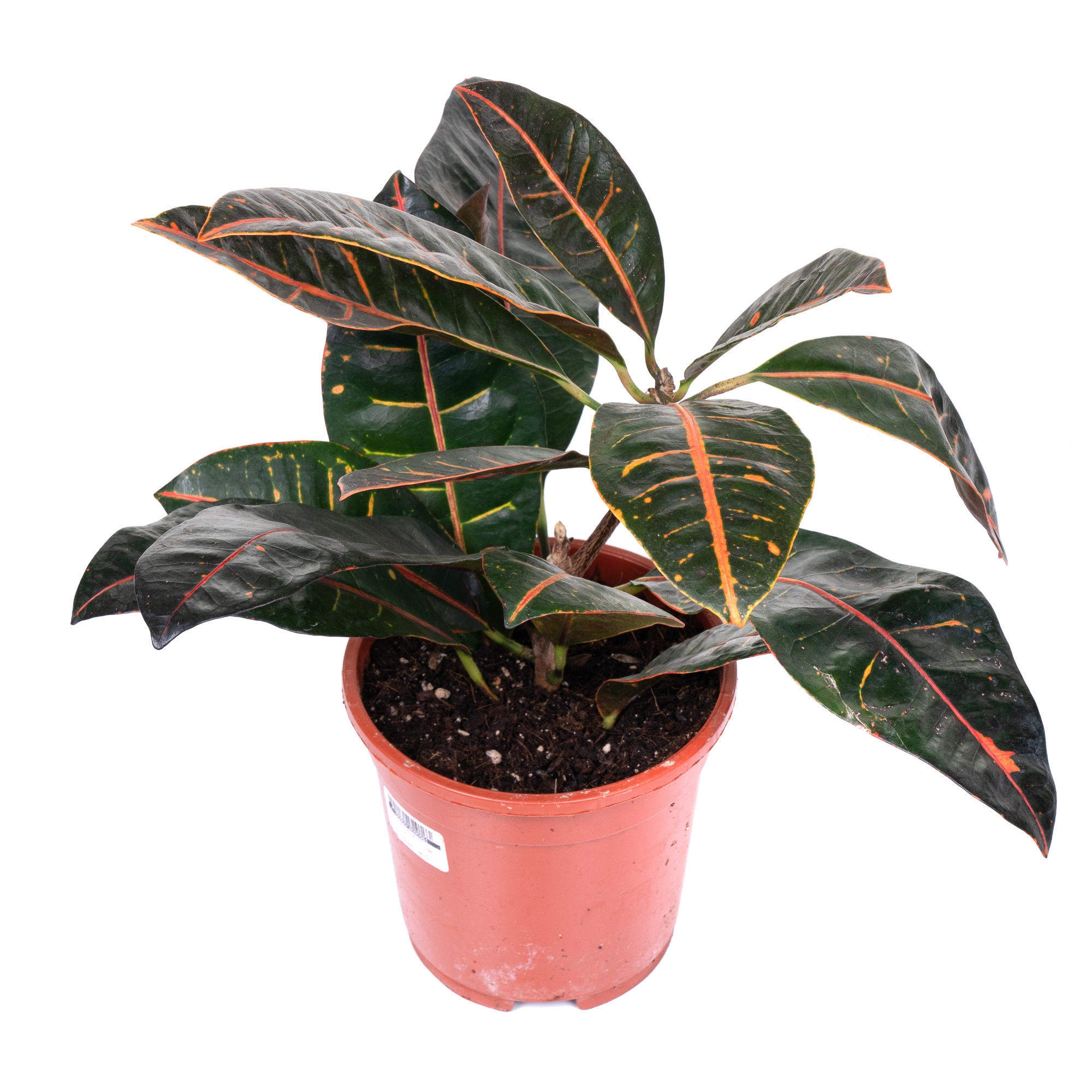 Кодиеум Петра