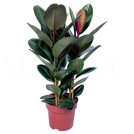 Фикус эластика Абиджан 3 ст