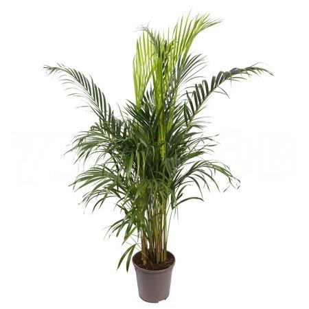 Хризолидокарпус Лутесценс