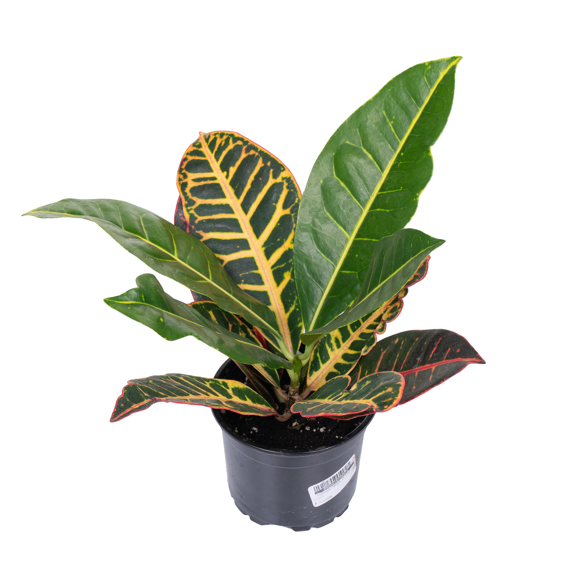 Кодиеум Петра