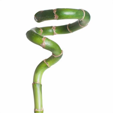 Бамбук лаки спираль в пробирке