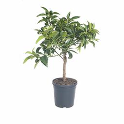 Цитрофортунелла Кумкват штамбовая