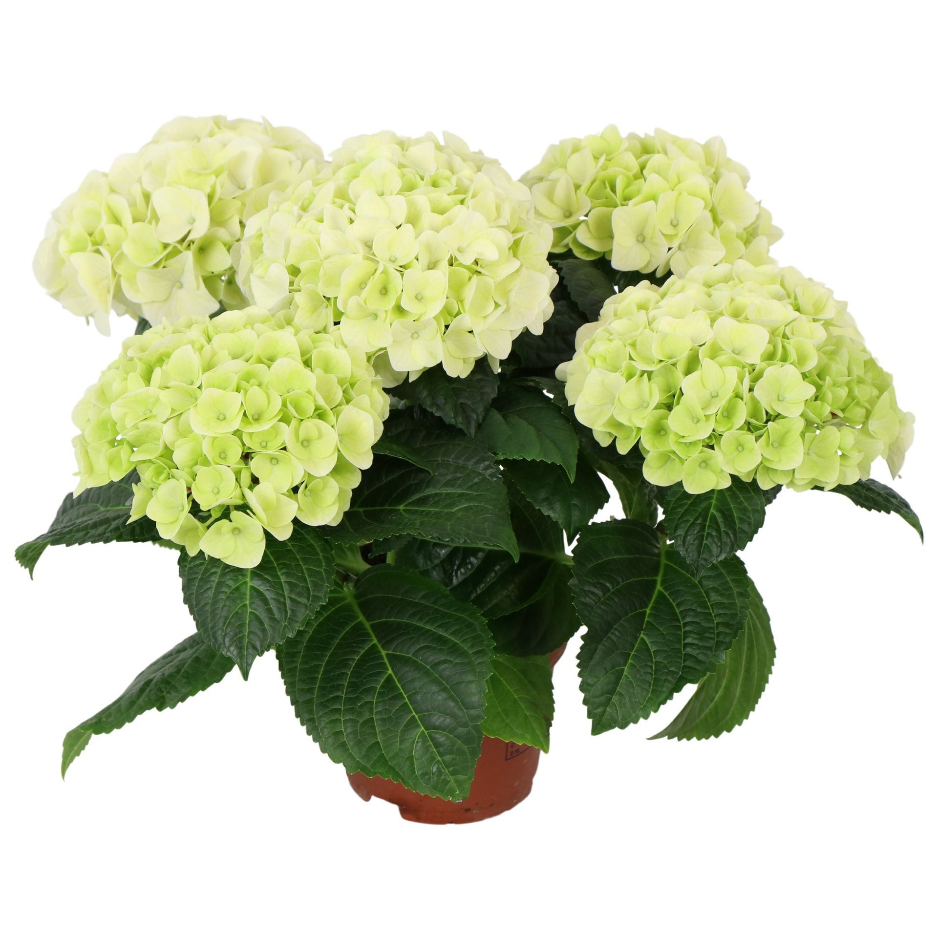 Гортензия белая