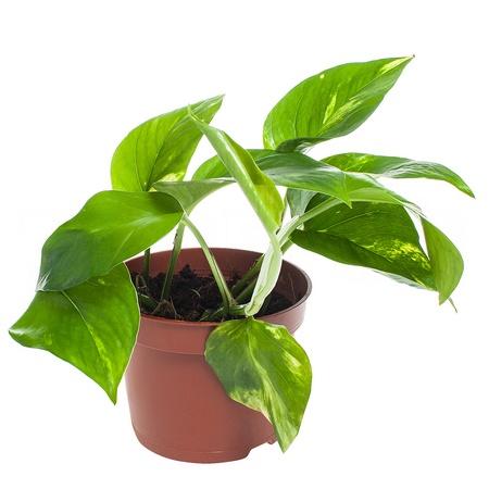 Эпипремнум Ауреум