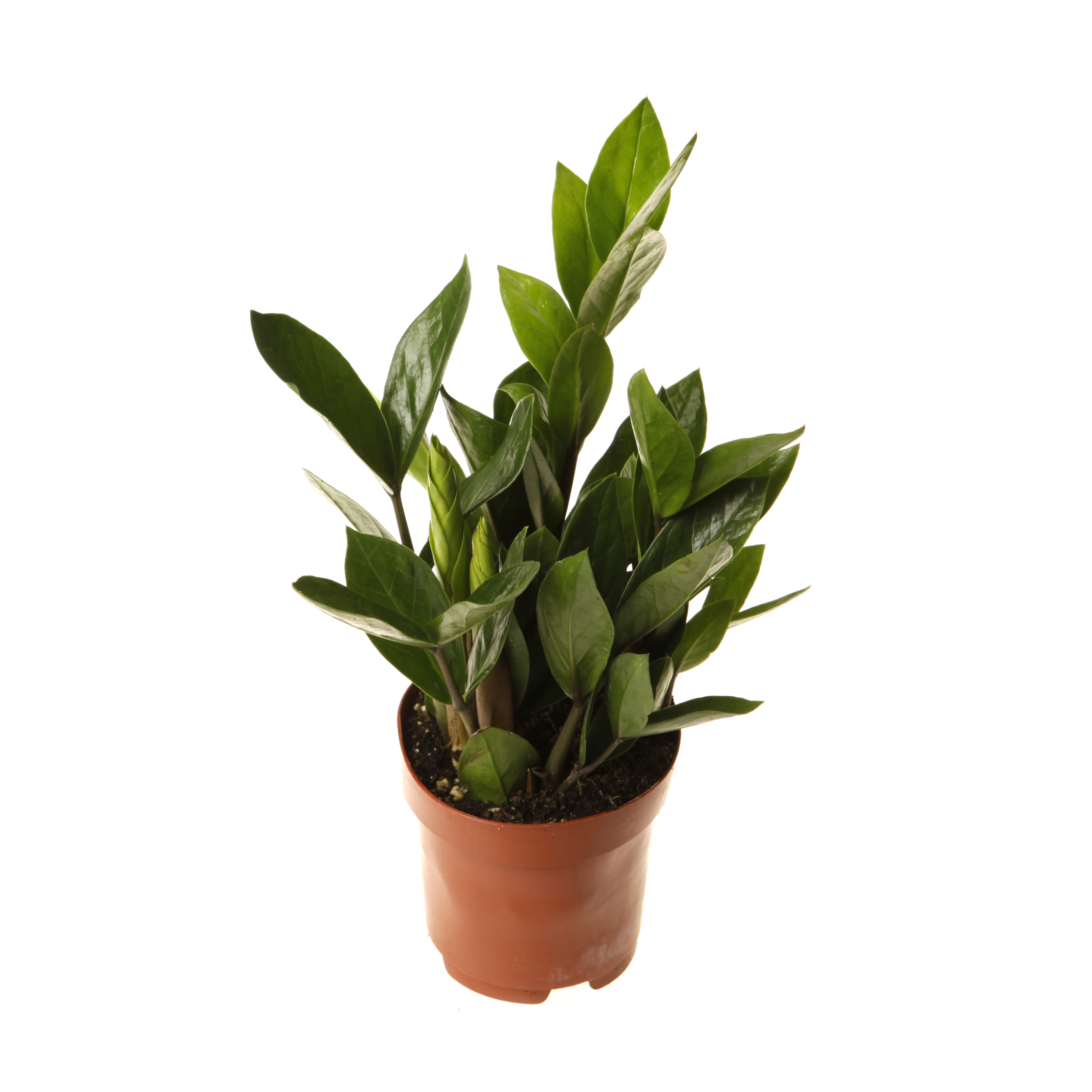 Замиокулкас