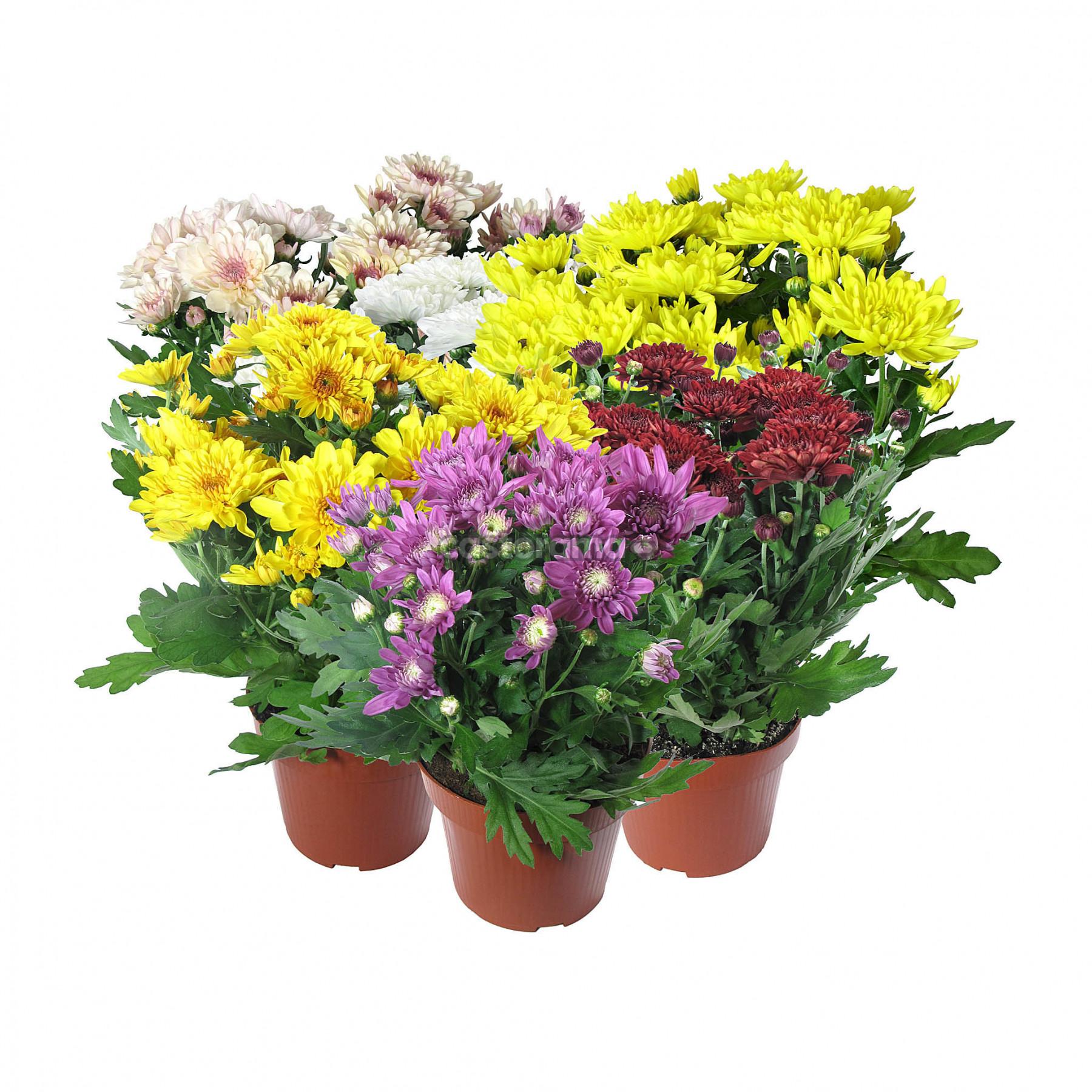 Хризантема Микс