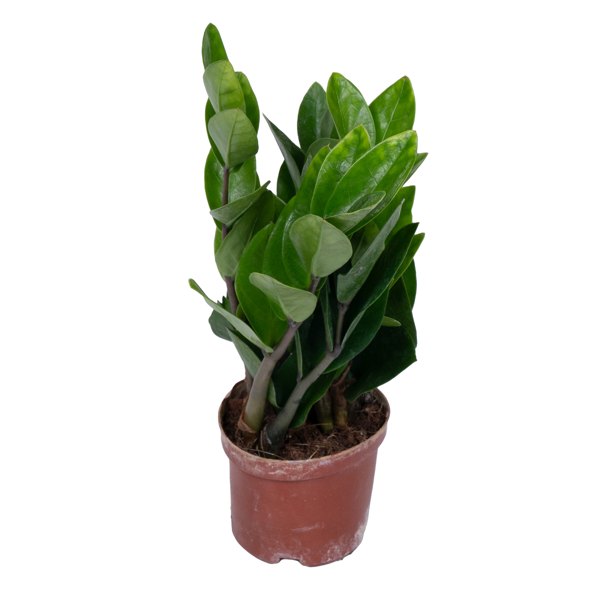 Замиокулкас