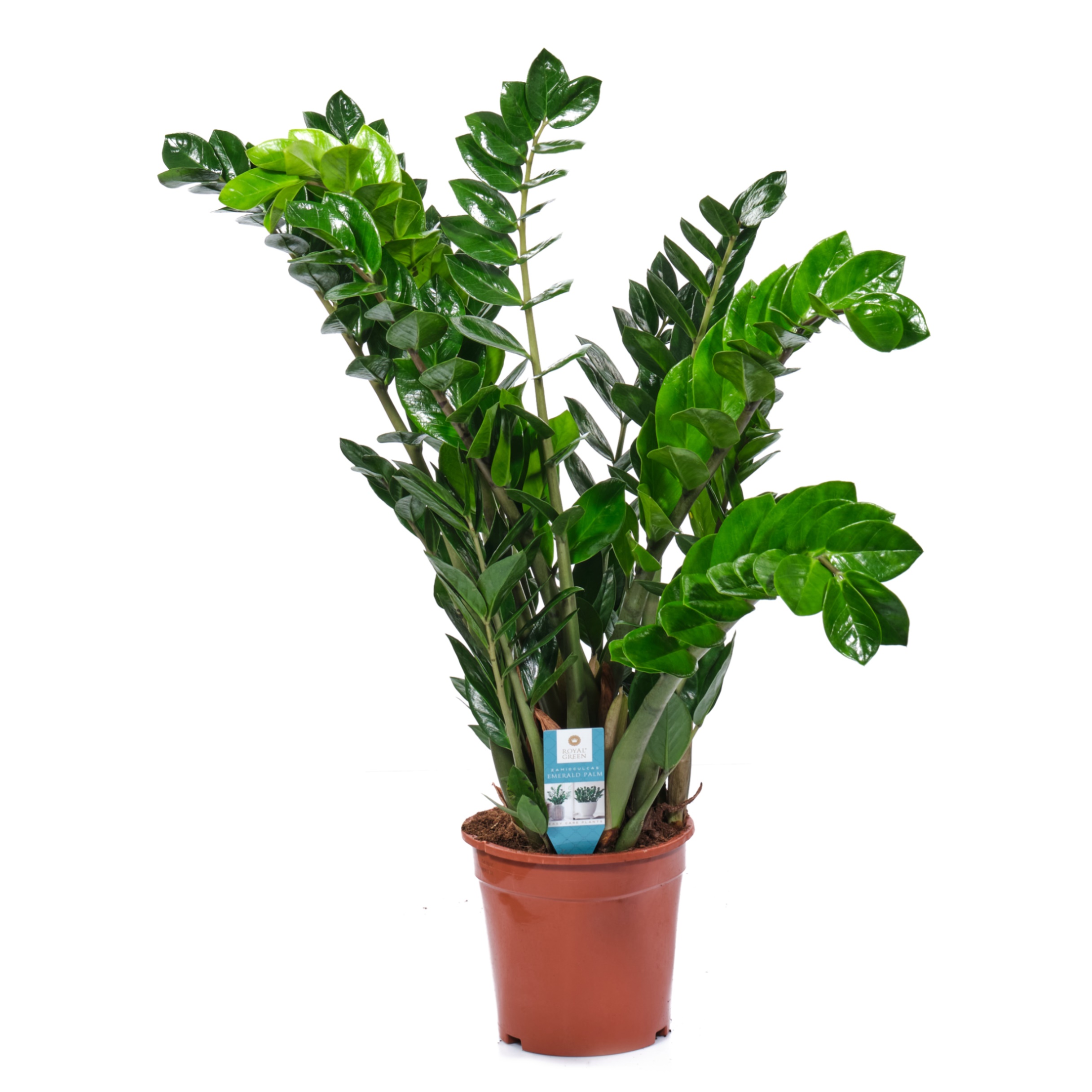 Замиокулкас