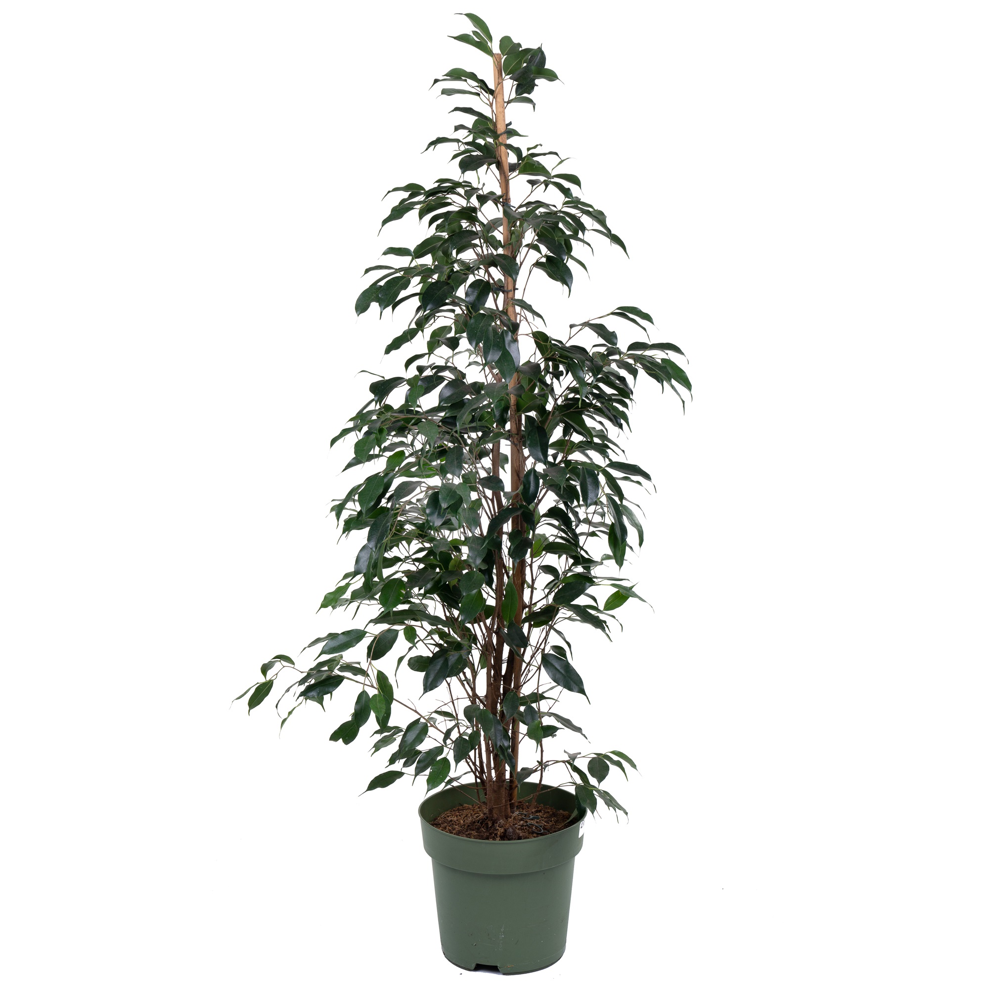 Фикус бенжамина Миднайт Леди